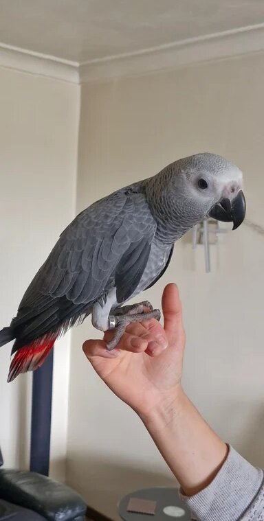 Congo African Grey Stunning Male image 2