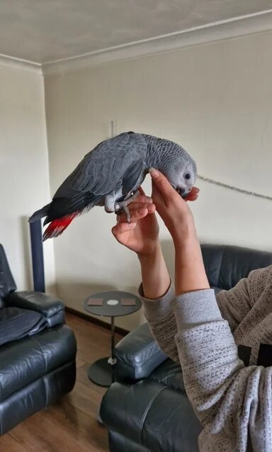 Congo African Grey Stunning Male image 3