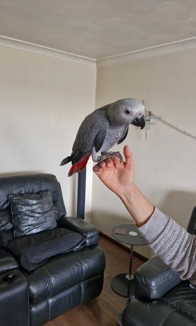 Congo African Grey Stunning Male image 4