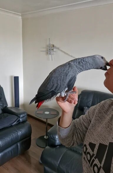 Congo African Grey Stunning Male image 1