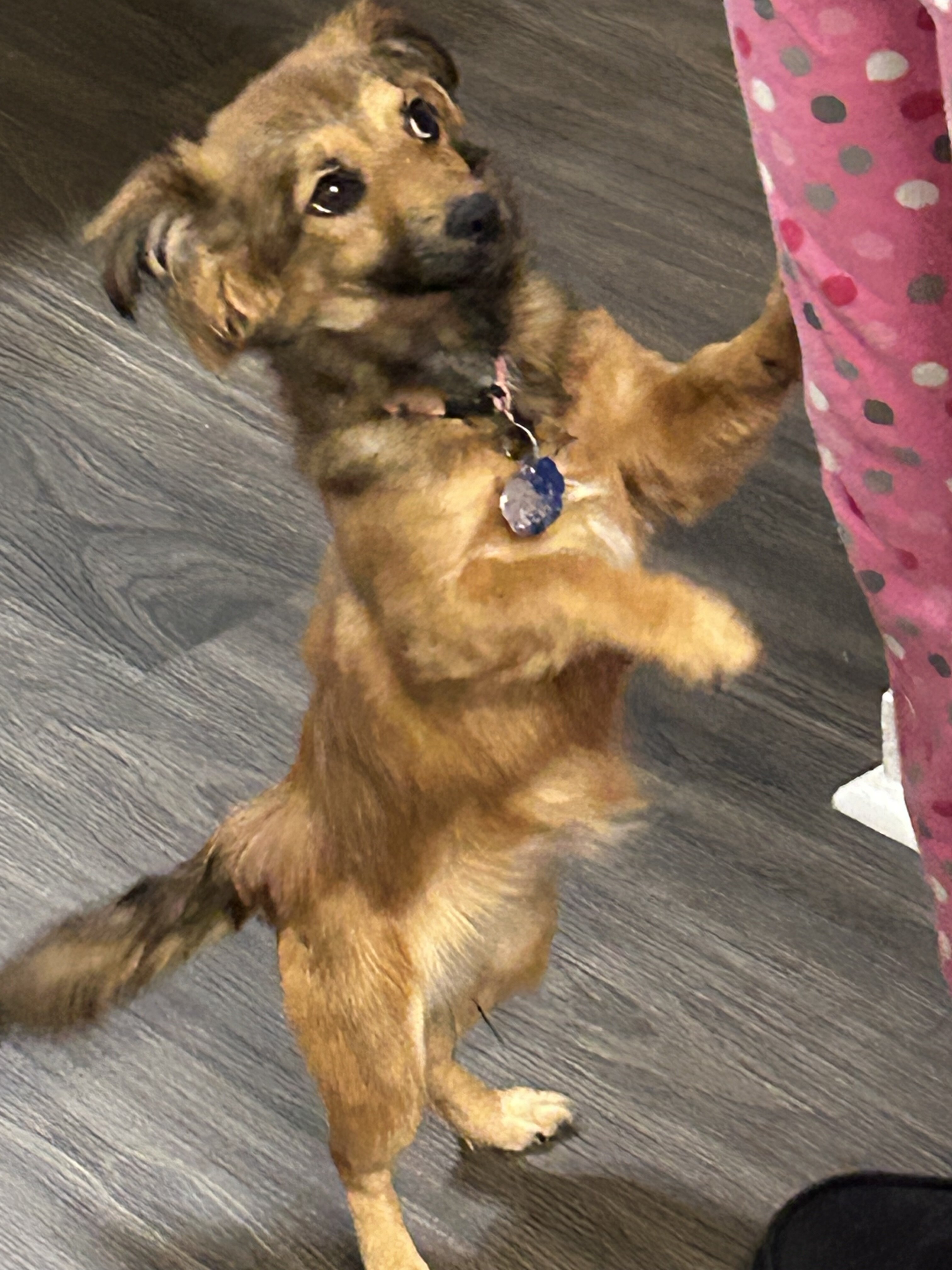 Dog image 4