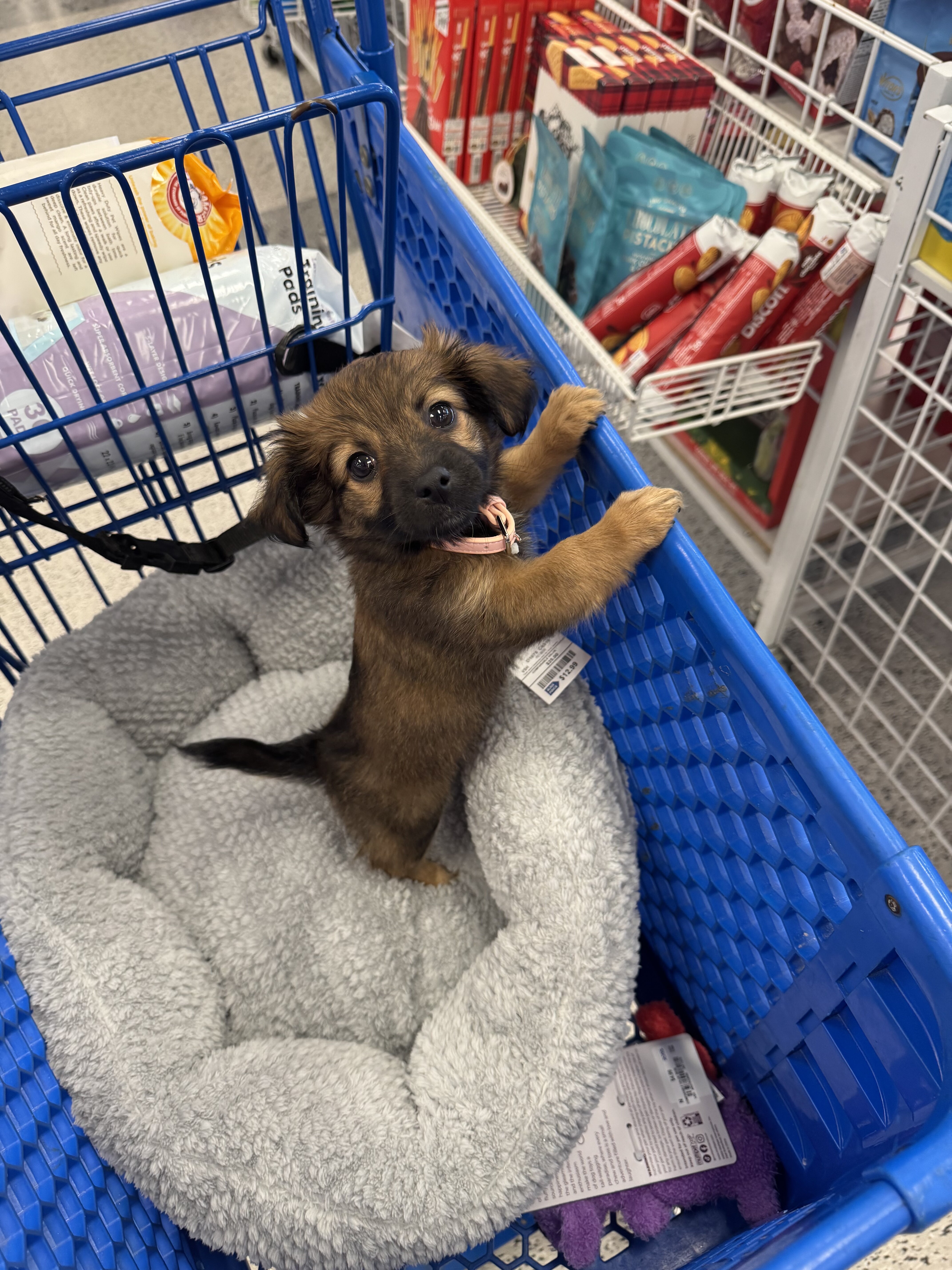 Dog image 1