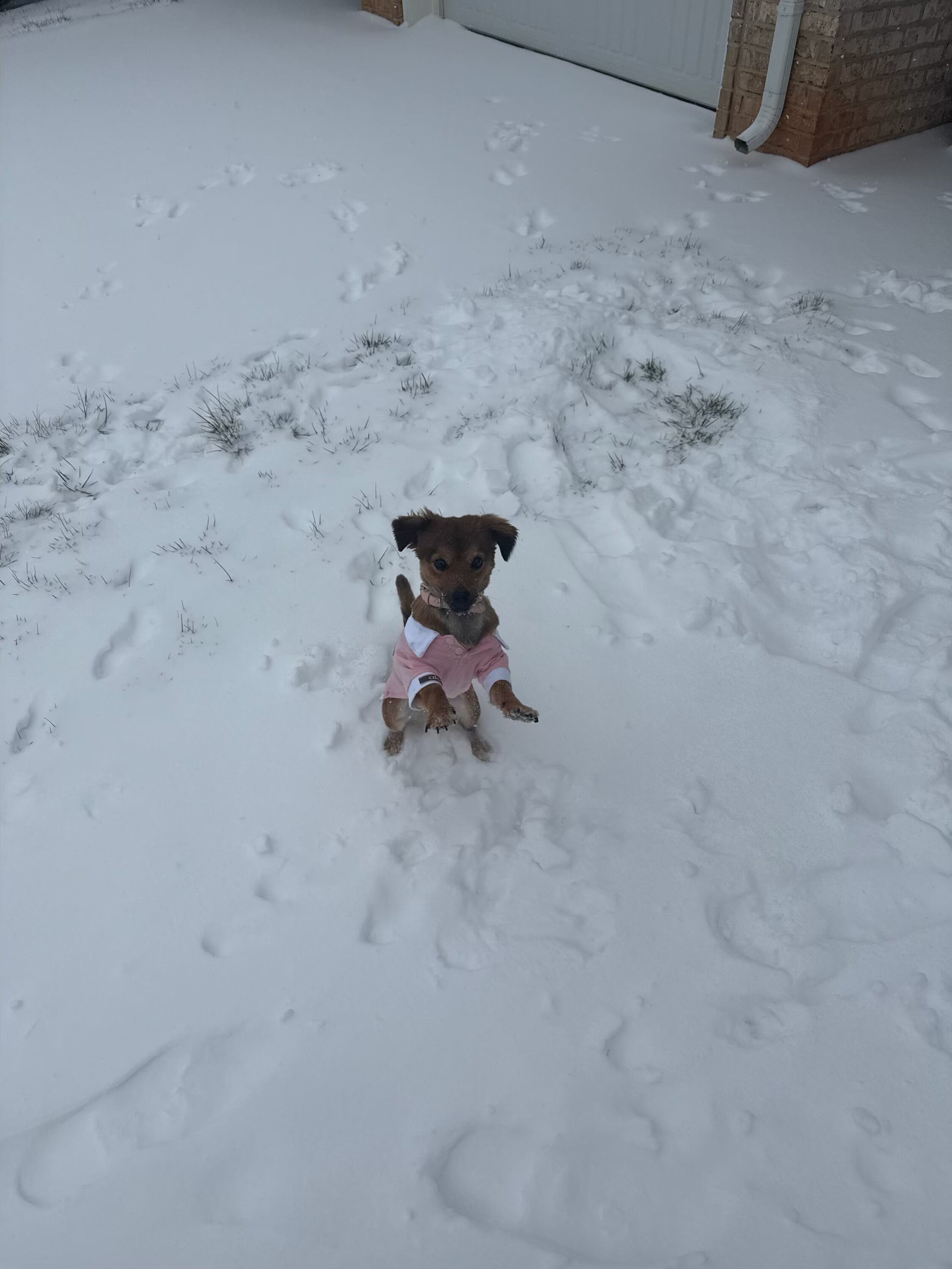 Dog image 3