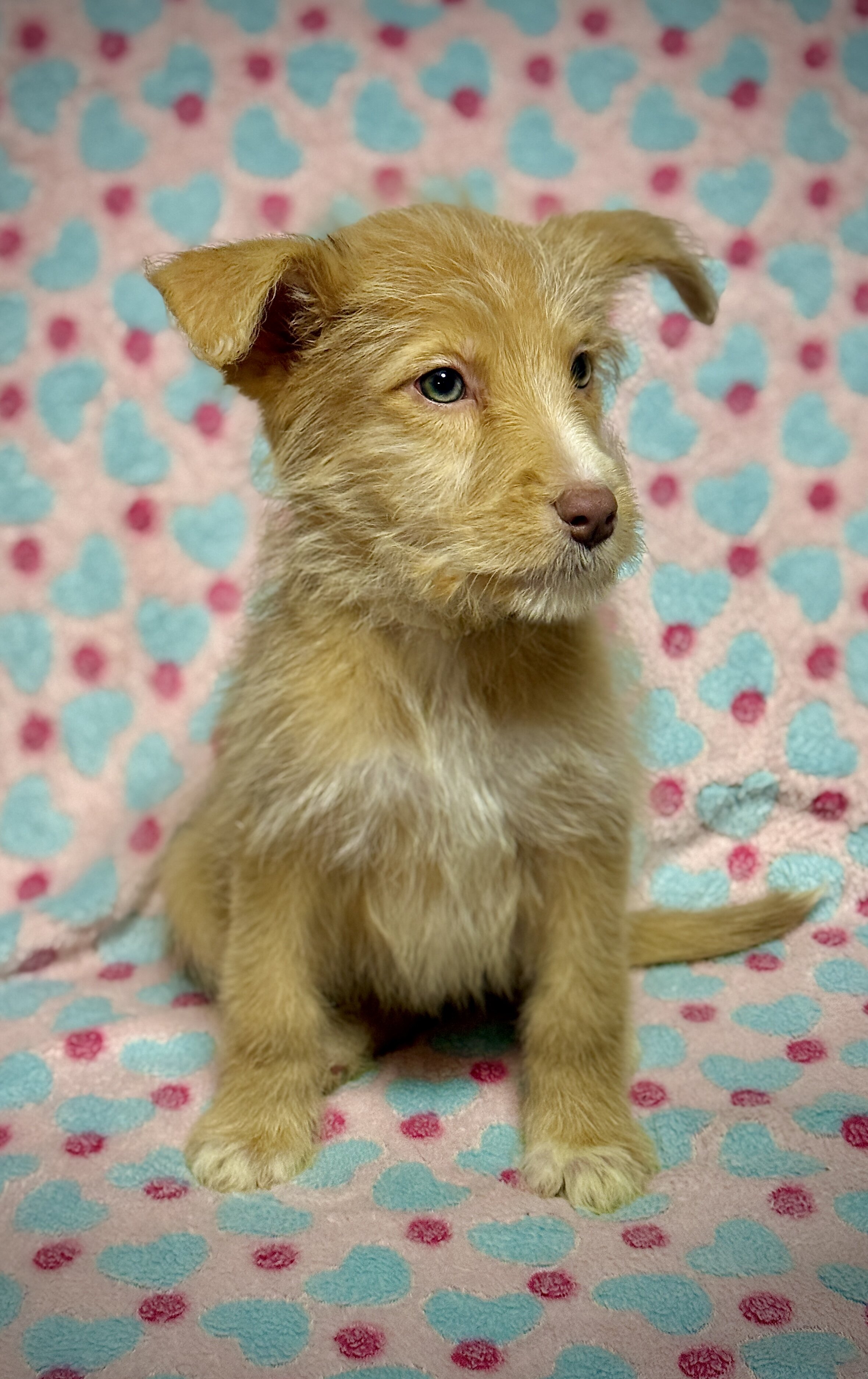 3 Sweet Doodle-Mix Puppies Ready for Loving Homes image 1