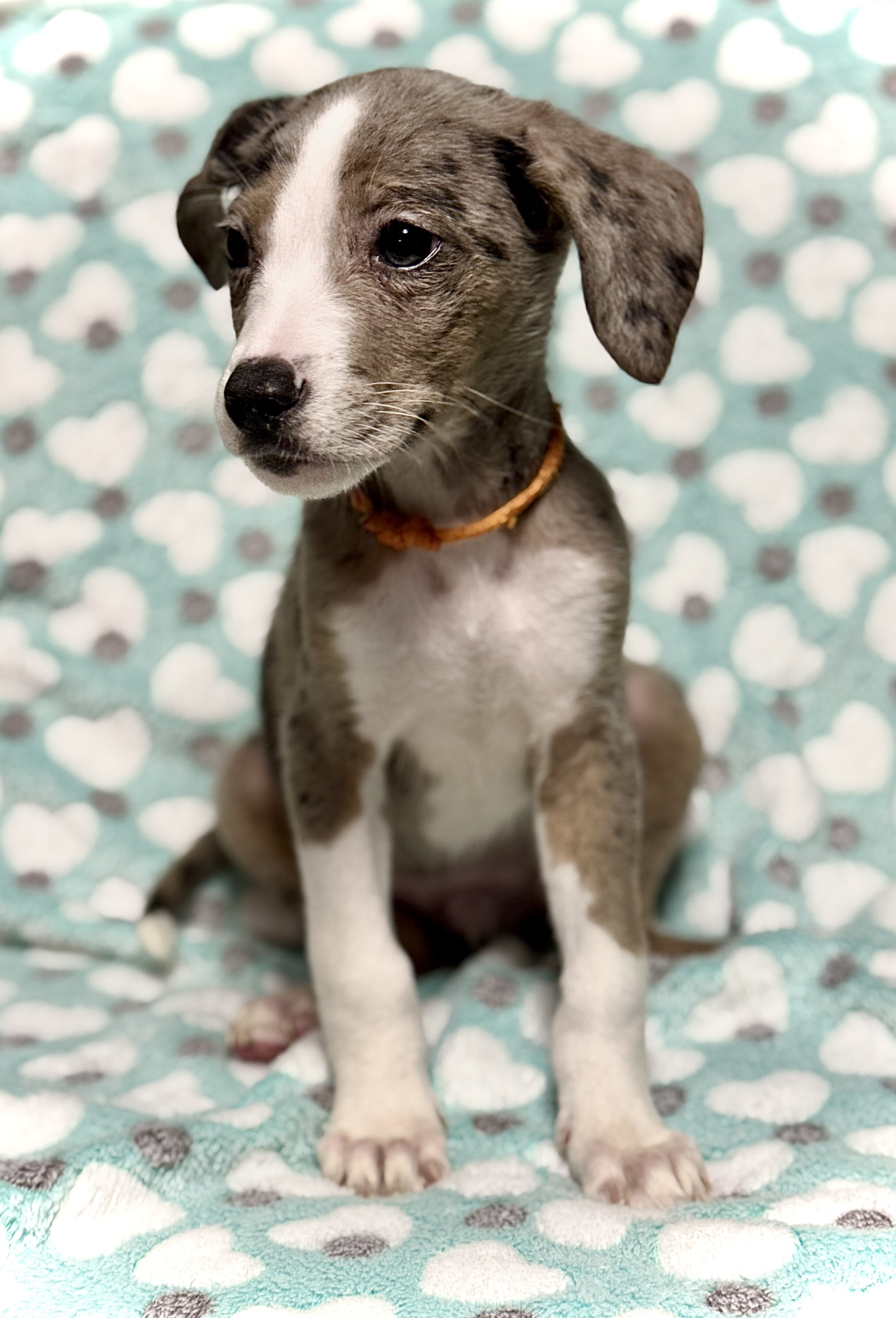 3 Sweet Doodle-Mix Puppies Ready for Loving Homes image 4