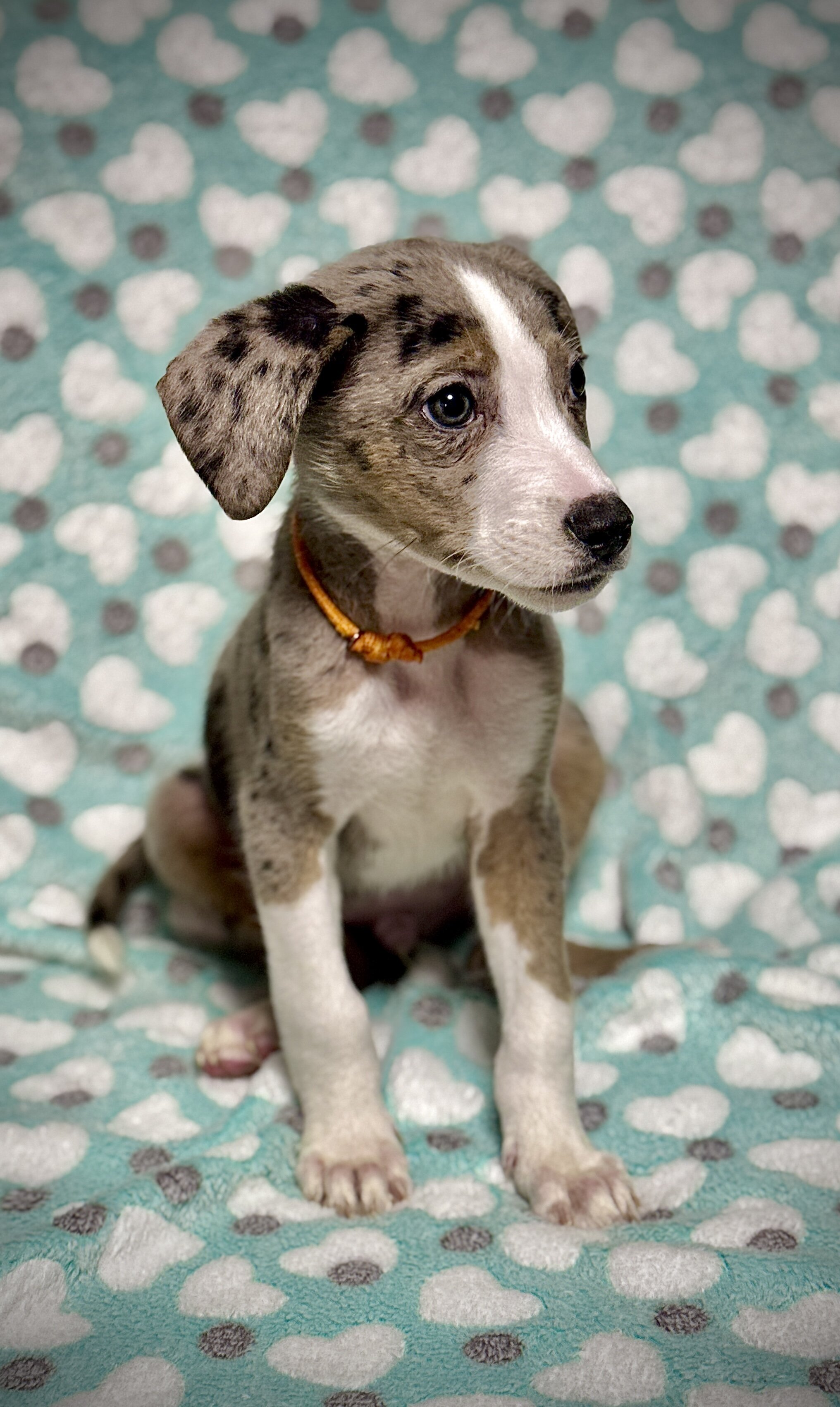 3 Sweet Doodle-Mix Puppies Ready for Loving Homes image 3