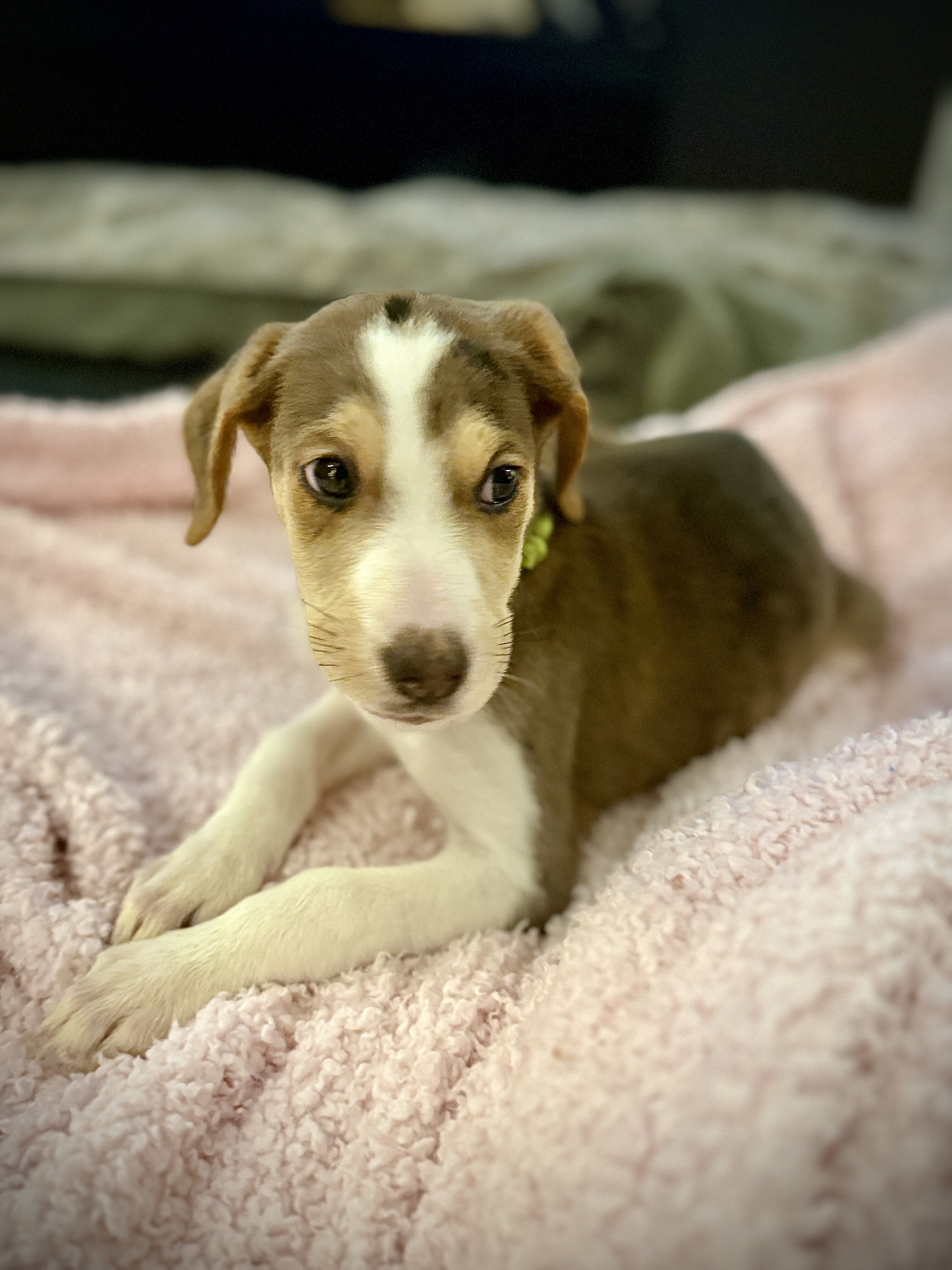 3 Sweet Doodle-Mix Puppies Ready for Loving Homes image 2
