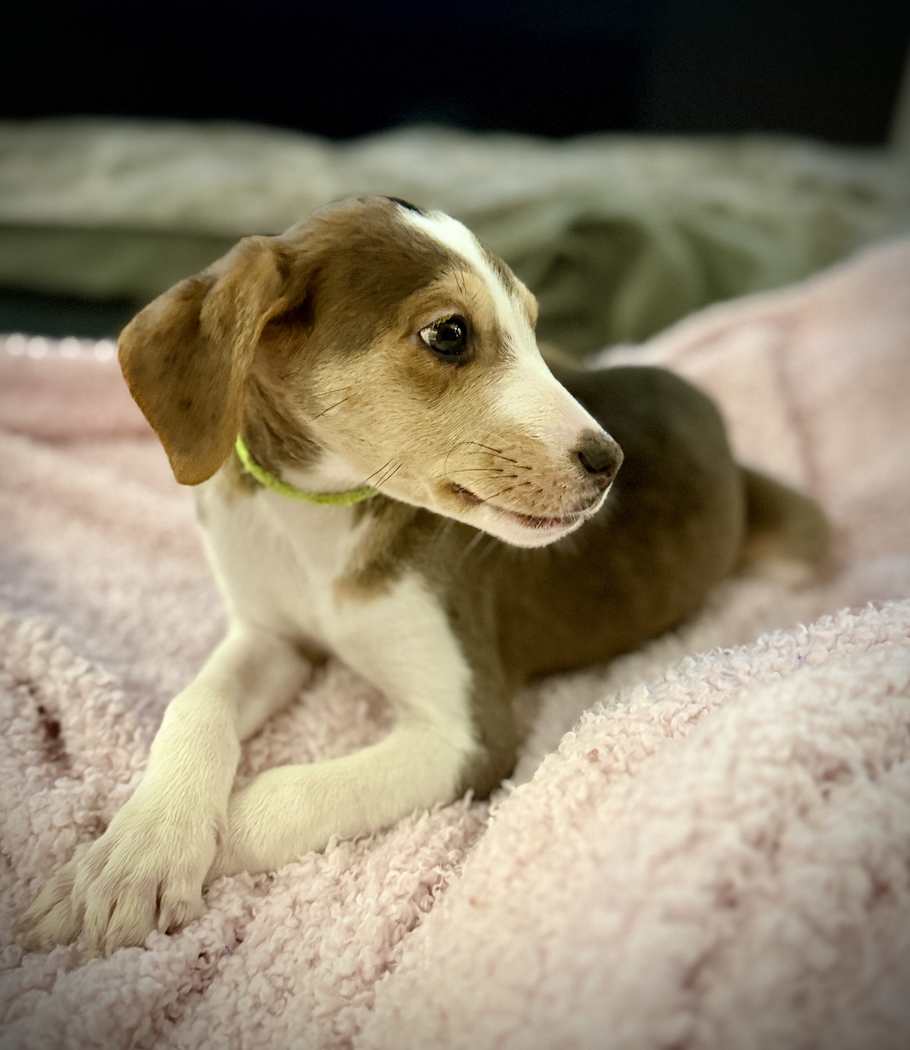 3 Sweet Doodle-Mix Puppies Ready for Loving Homes image 6