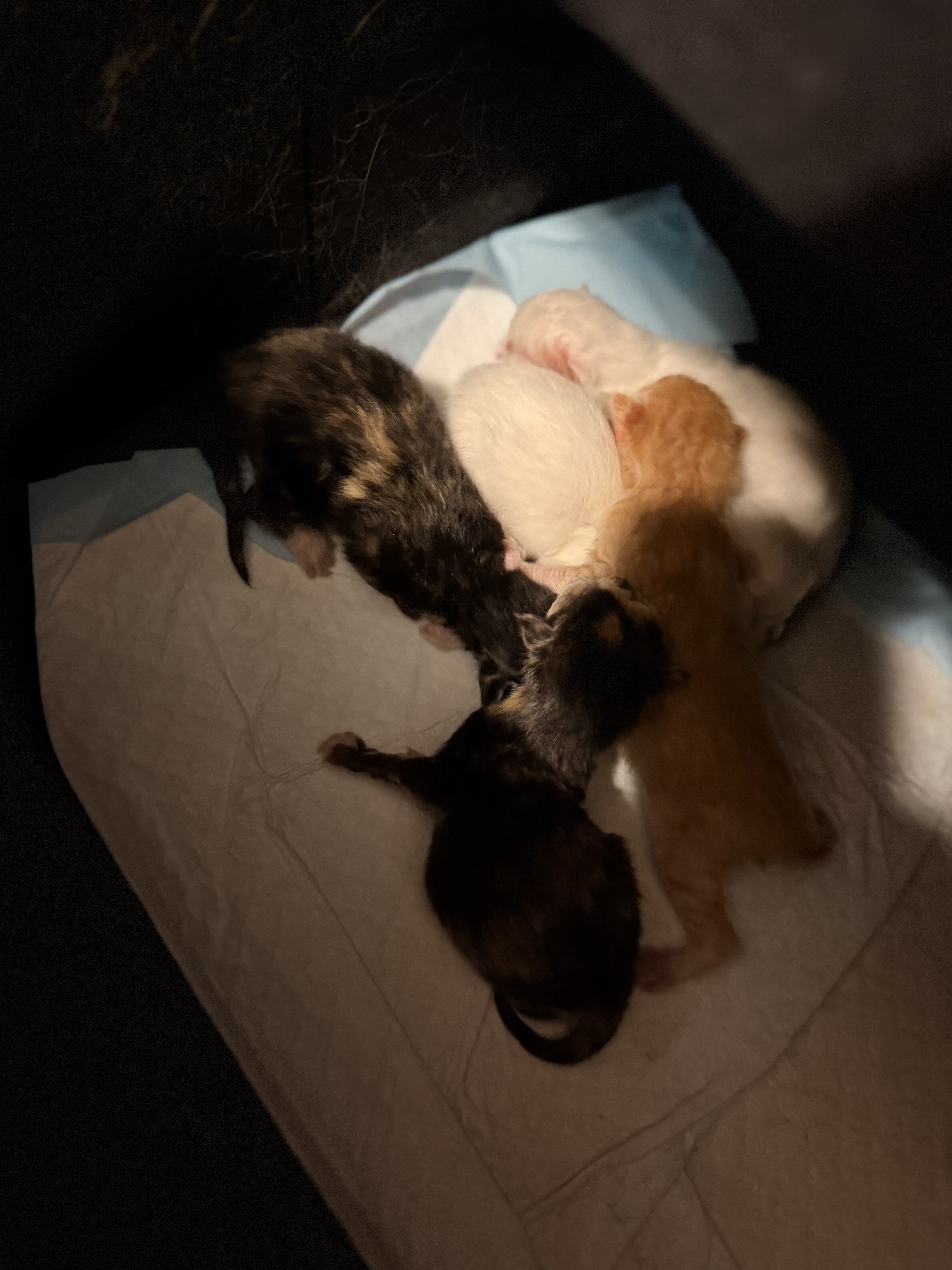 Ragamuffins image 6