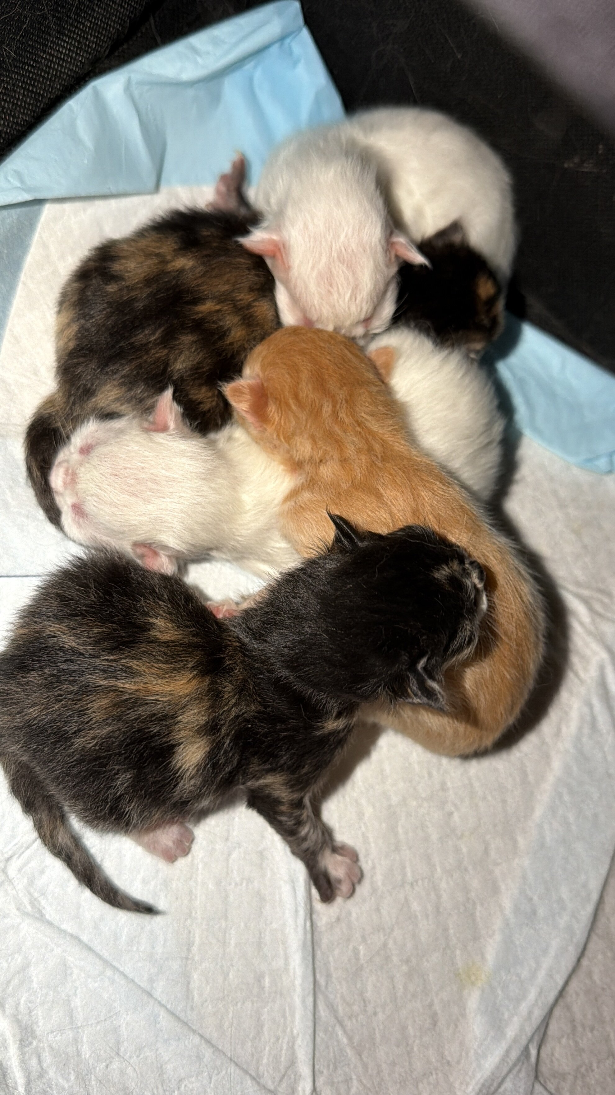 Ragamuffins image 5