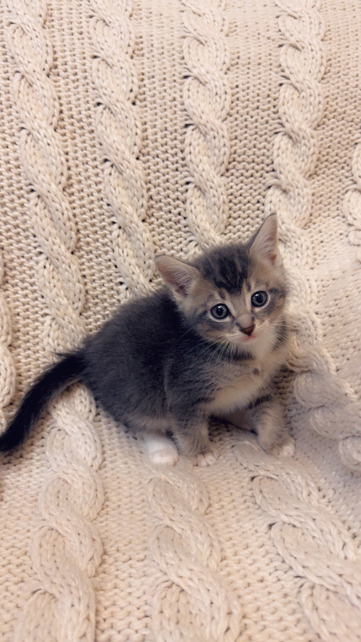Beautiful and friendly kittens image 6