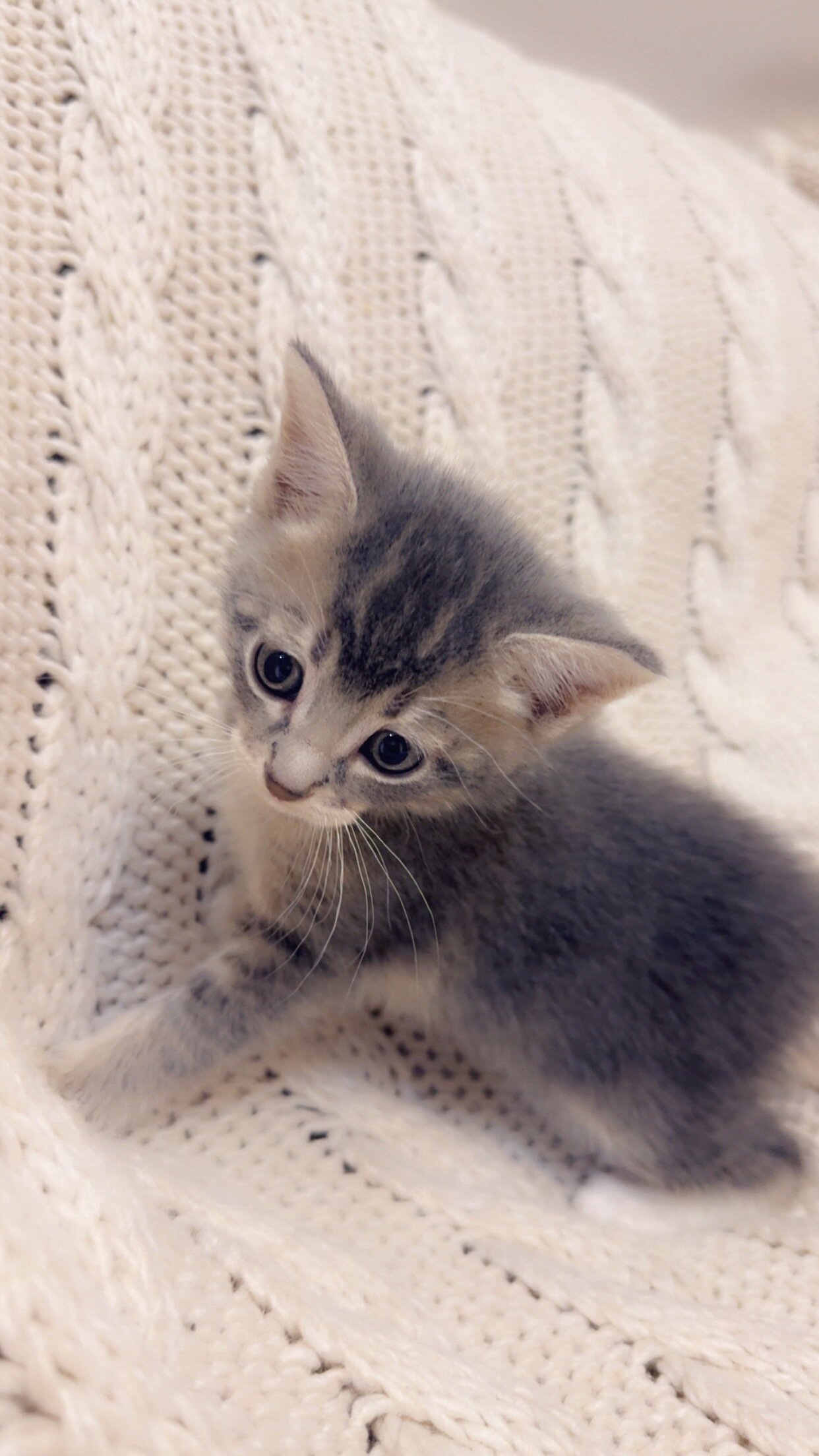 Beautiful and friendly kittens image 5