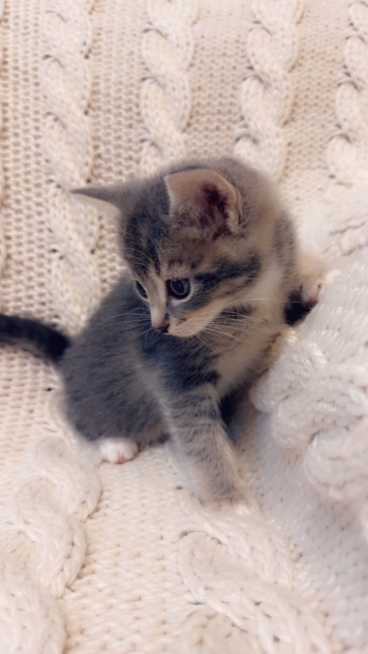 Beautiful and friendly kittens image 4