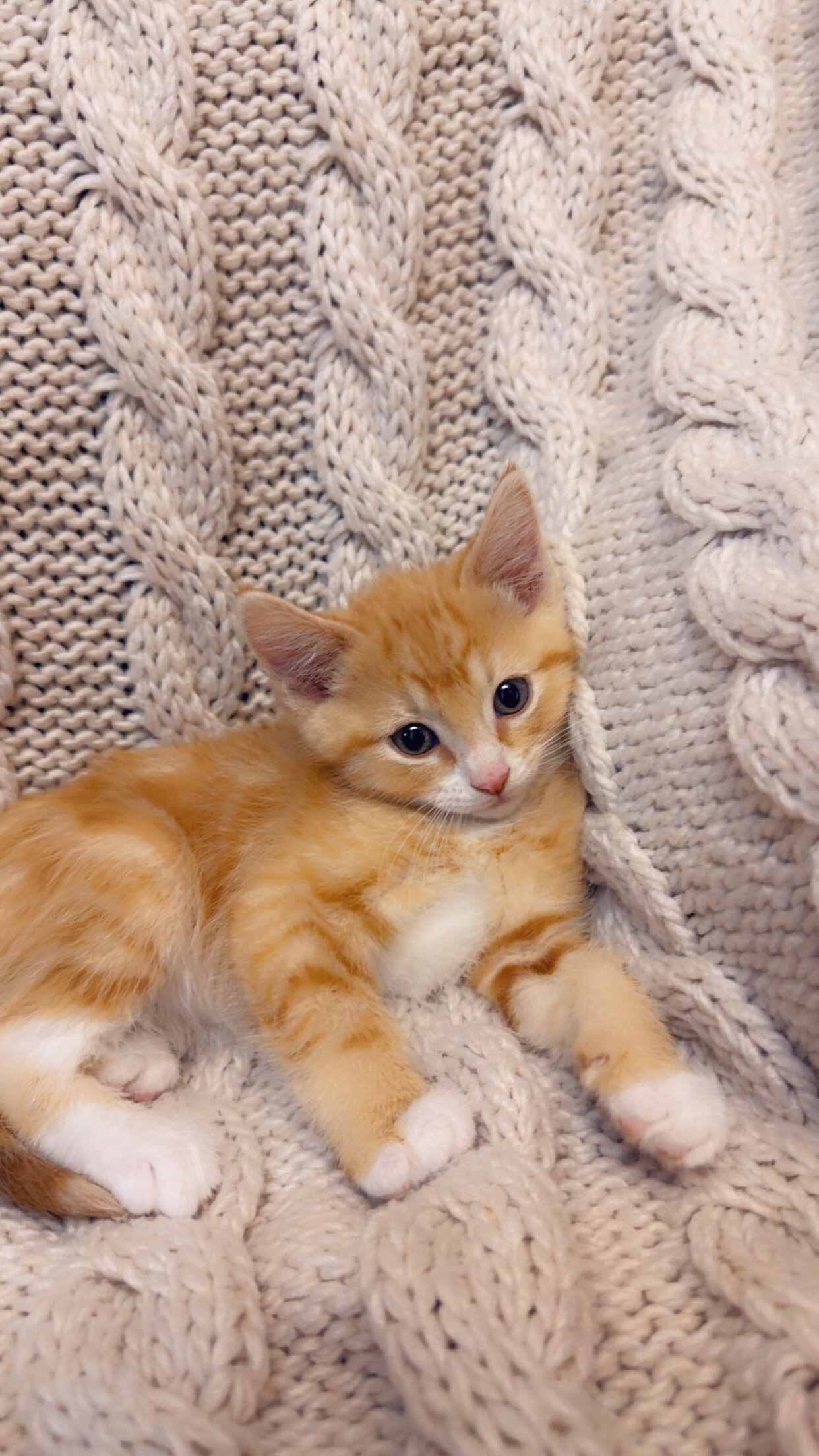 Beautiful and friendly kittens image 1