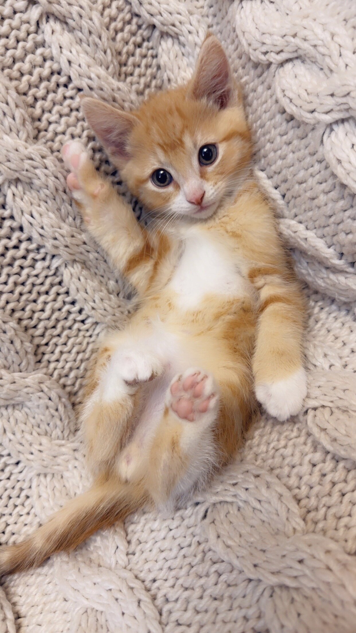 Beautiful and friendly kittens image 2