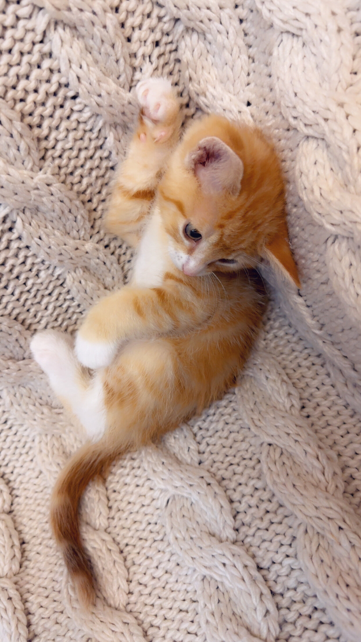 Beautiful and friendly kittens image 3