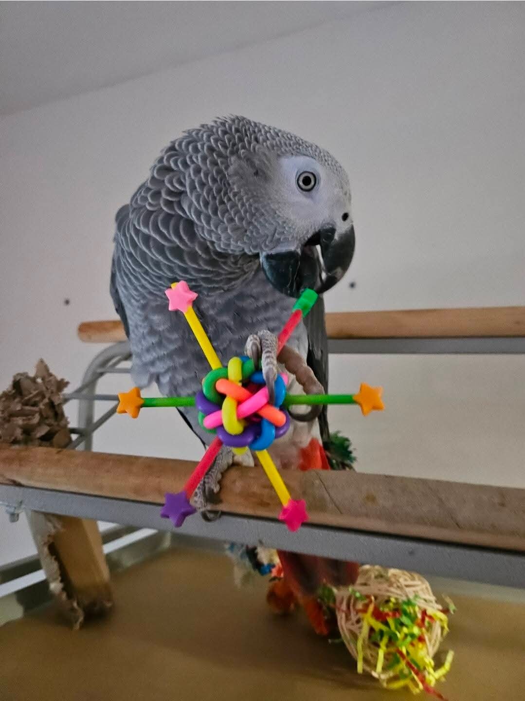 African Grey image 1