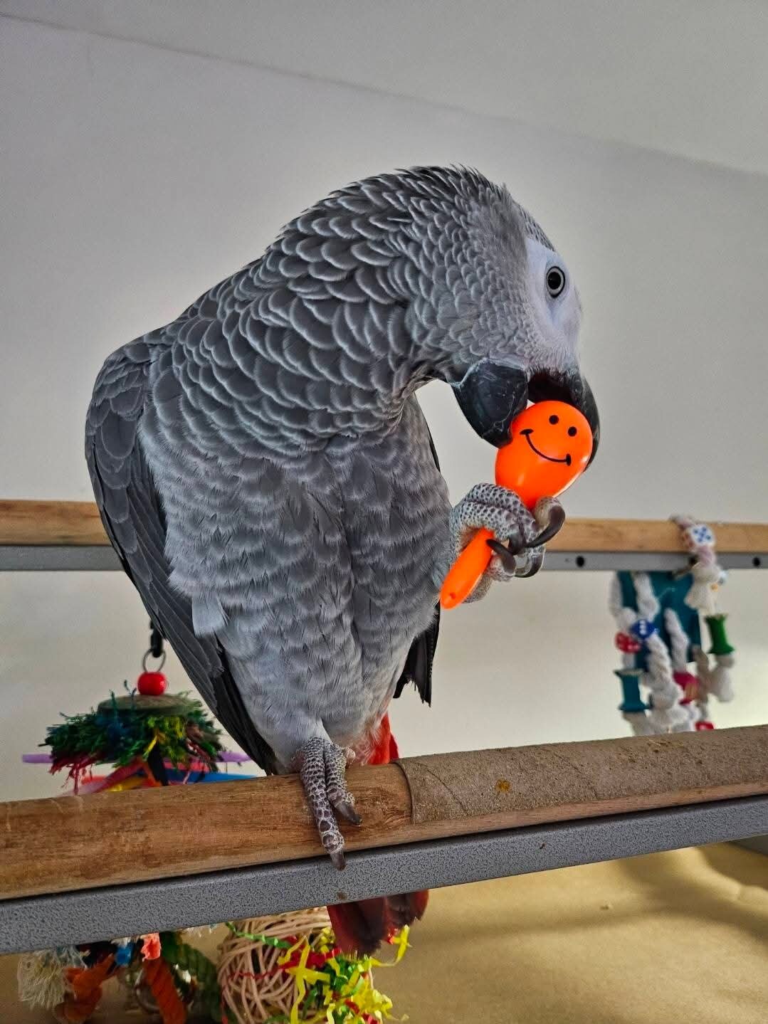 African Grey image 2