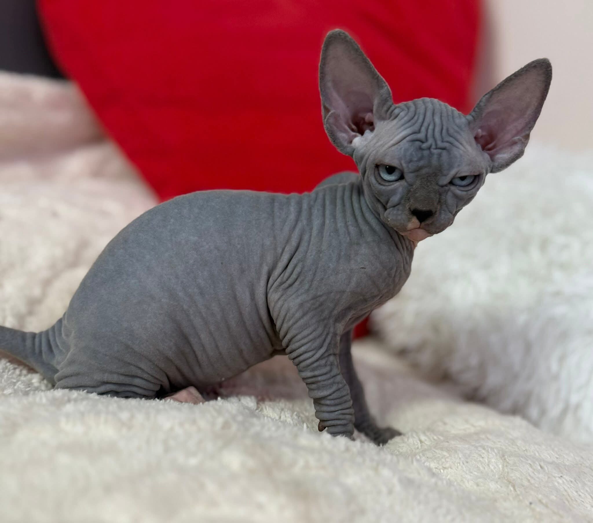 Elf Sphynx image 2