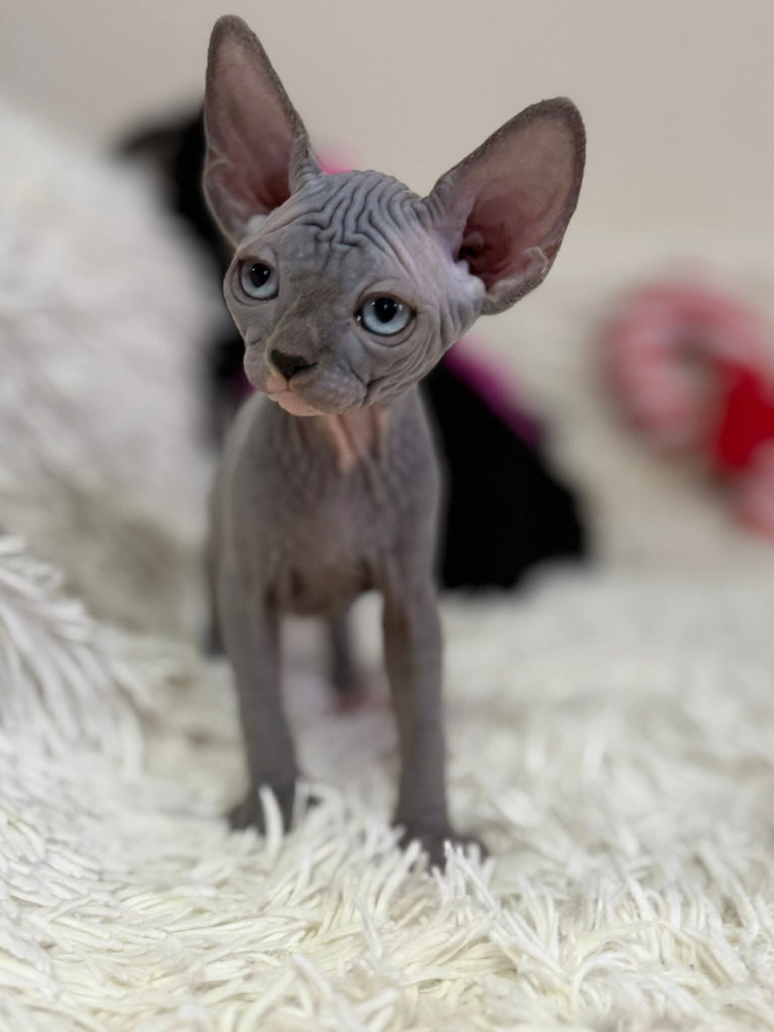 Elf Sphynx image 1