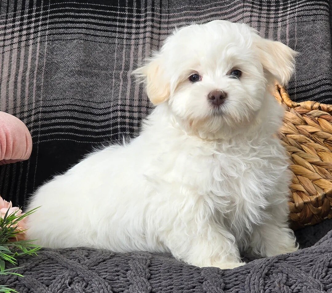 Female Maltese Puppy image 4