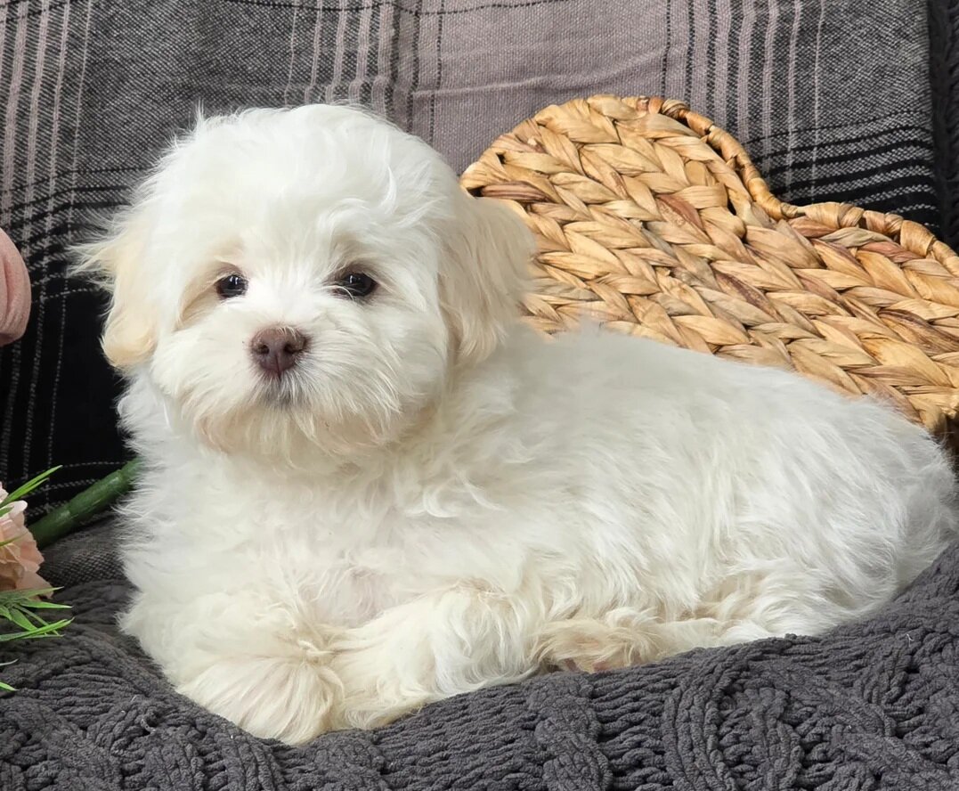 Female Maltese Puppy image 3
