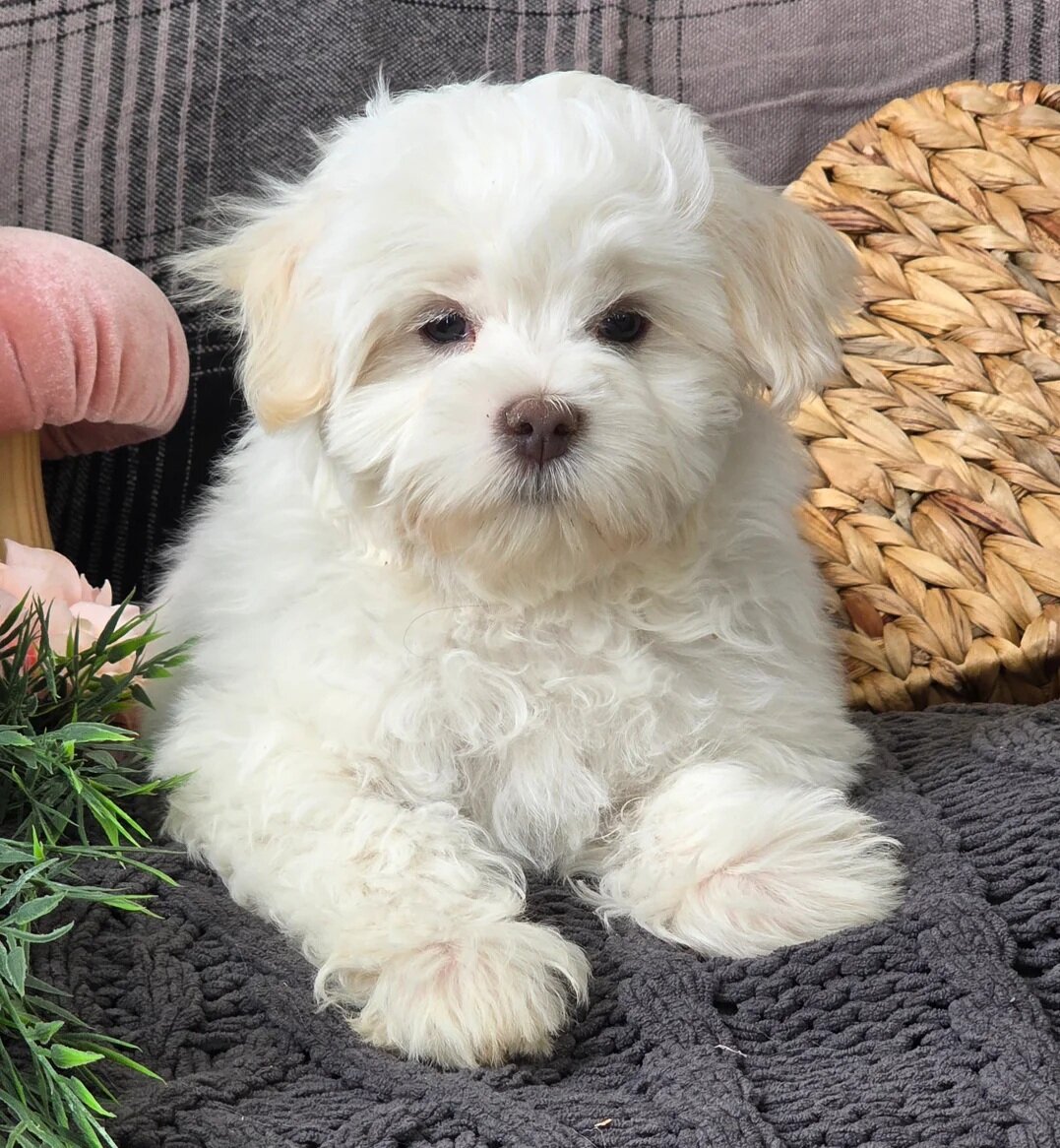 Female Maltese Puppy image 2