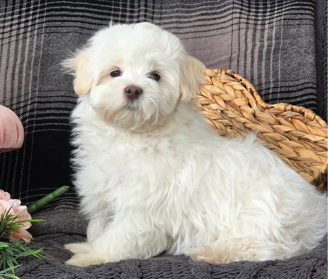 Female Maltese Puppy image 1