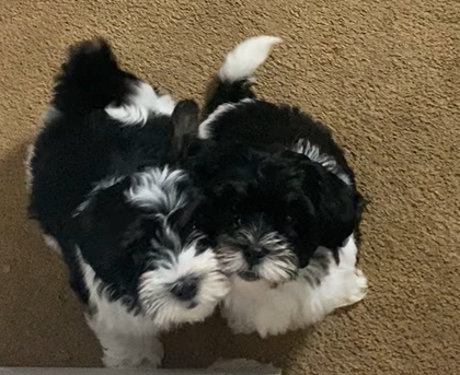 🐾 Meet Our Two Little Princes Looking for Their F image 1