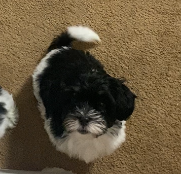 🐾 Meet Our Two Little Princes Looking for Their F image 2