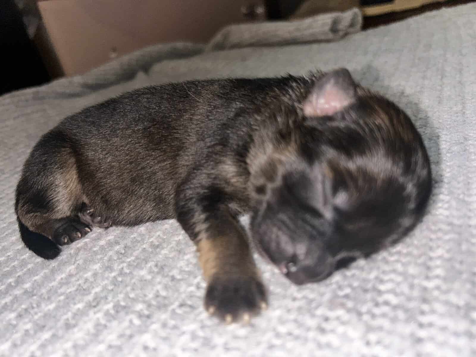 AKC German shepherd puppies image 3