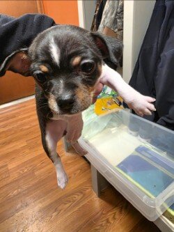 Chihuahua Puppy image 2