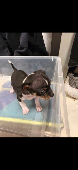 Chihuahua Puppy image 1