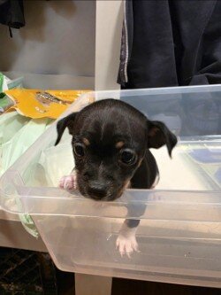 Chihuahua Puppy6 weeks female teacup6 weeks female image 2