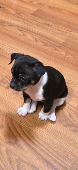 Chihuahua Puppy6 weeks female teacup6 weeks female image 1
