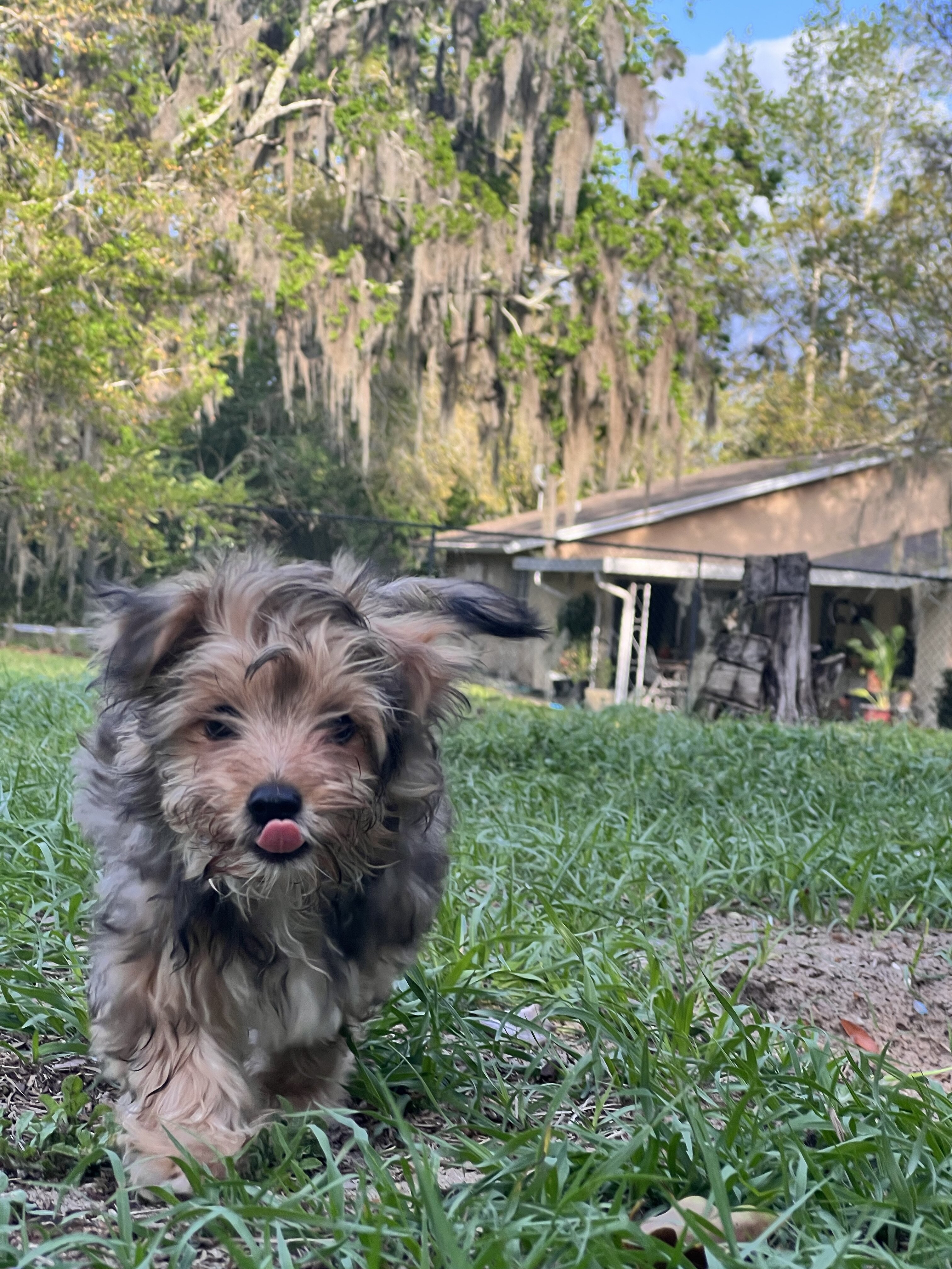 Morkie puppies image 4