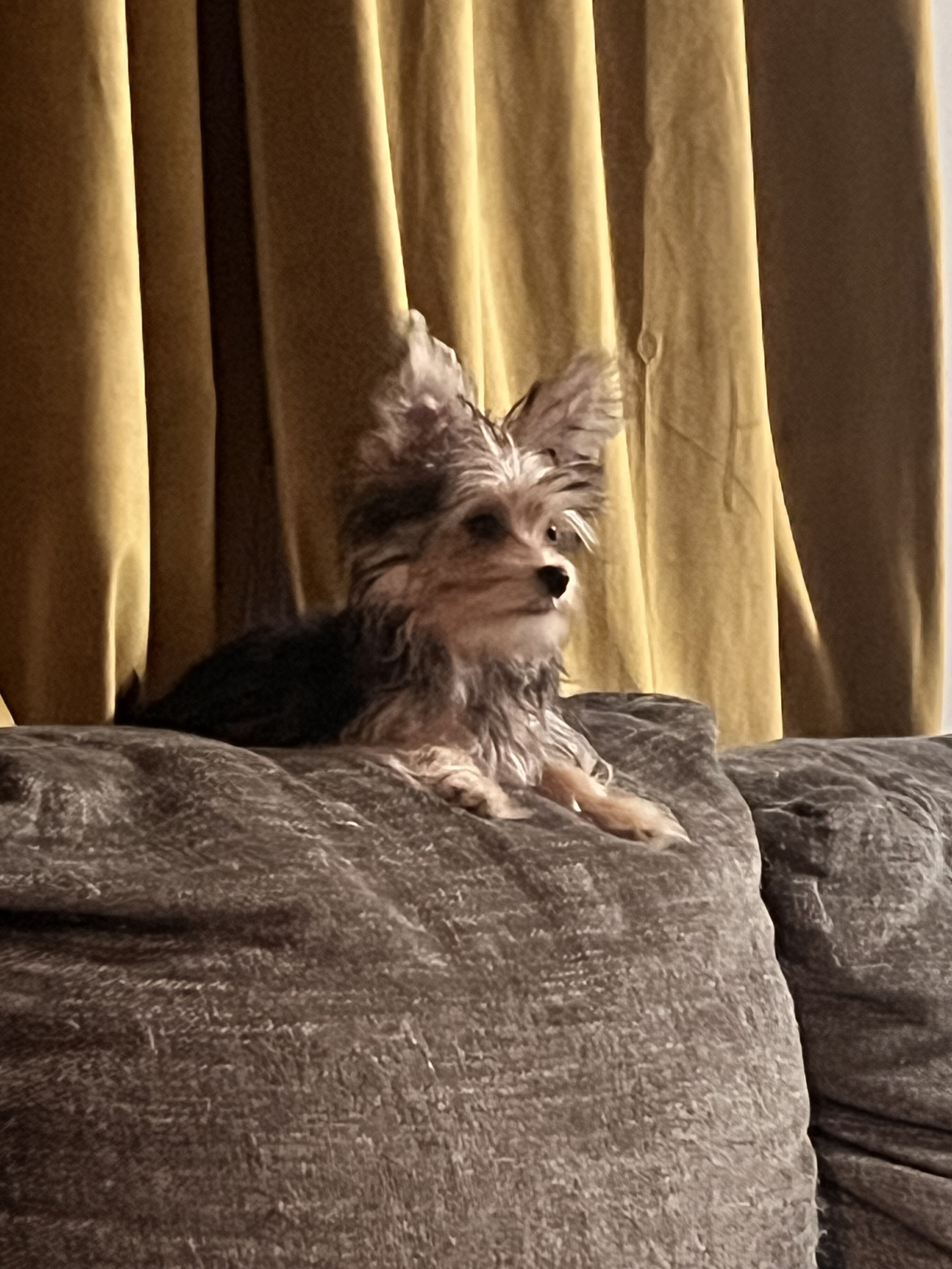 Morkie puppies image 5