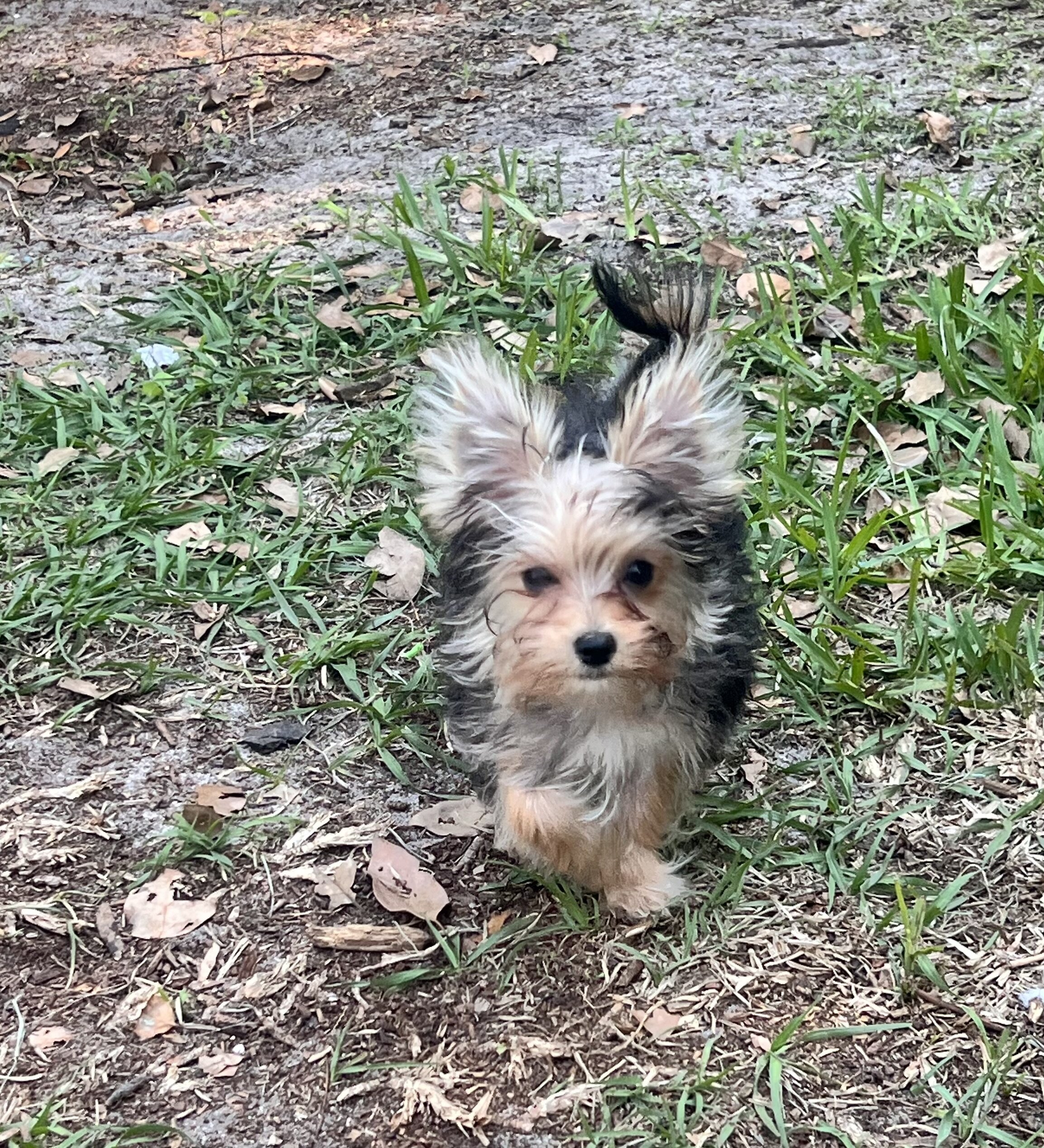 Morkie puppies image 3