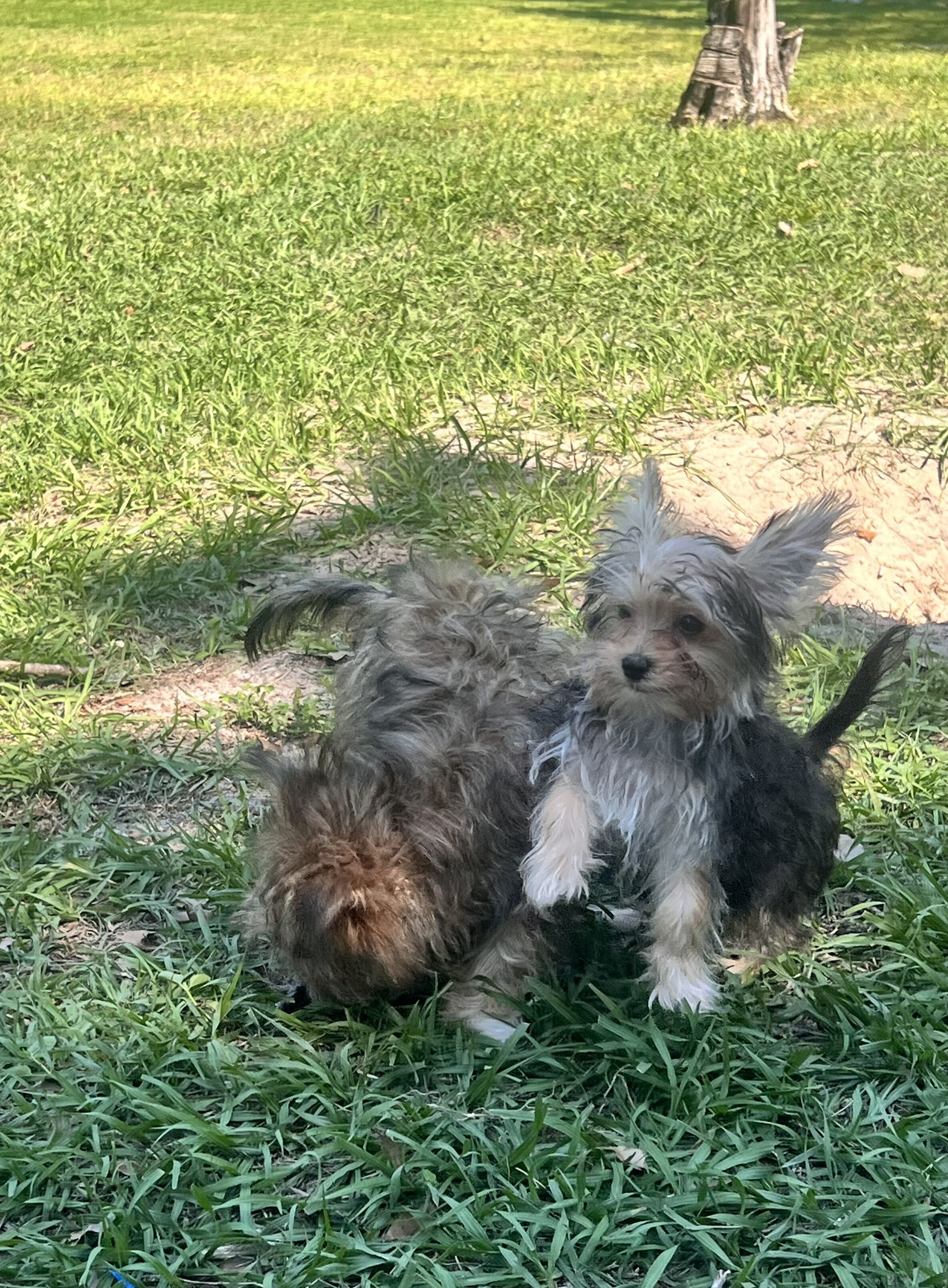 Morkie puppies image 2