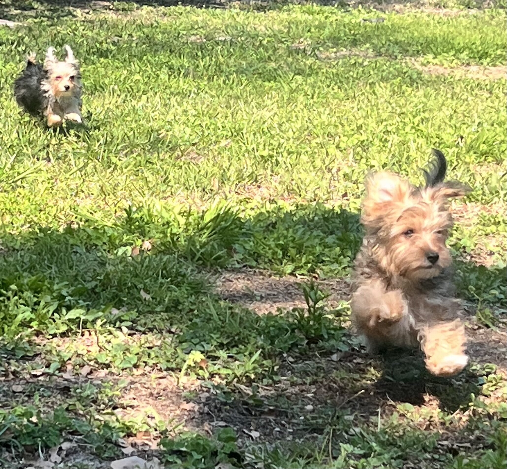 Morkie puppies image 1