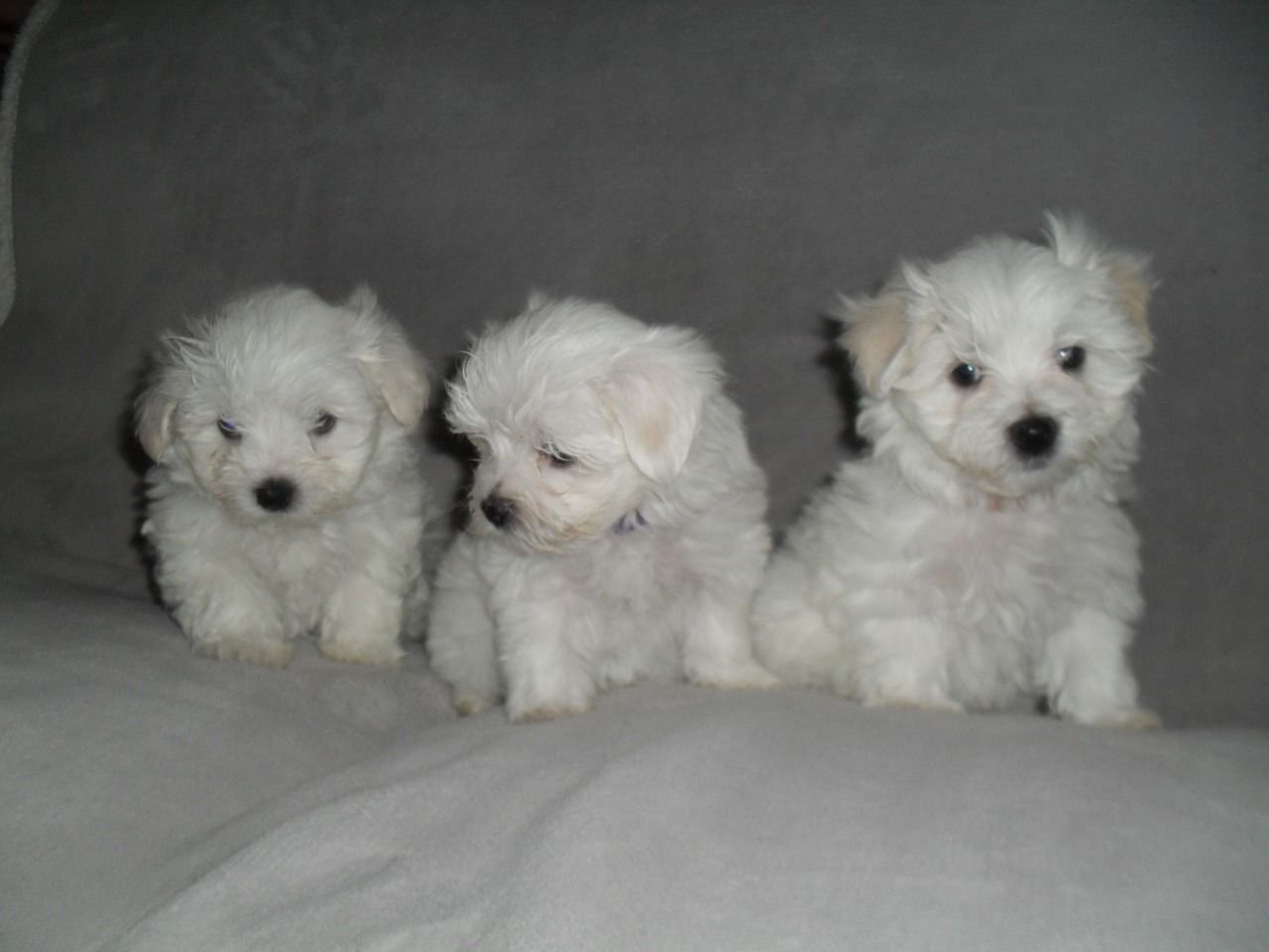 Gorgeous Male & Female Maltese Puppy image 1
