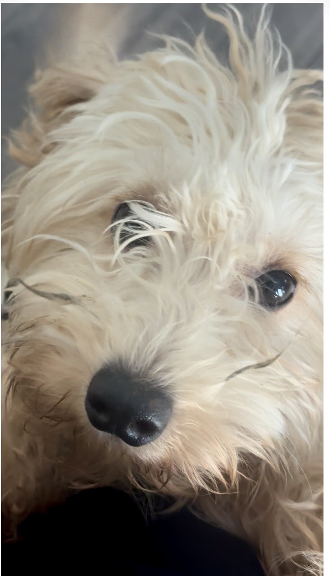 Minnie golden doodle image 2