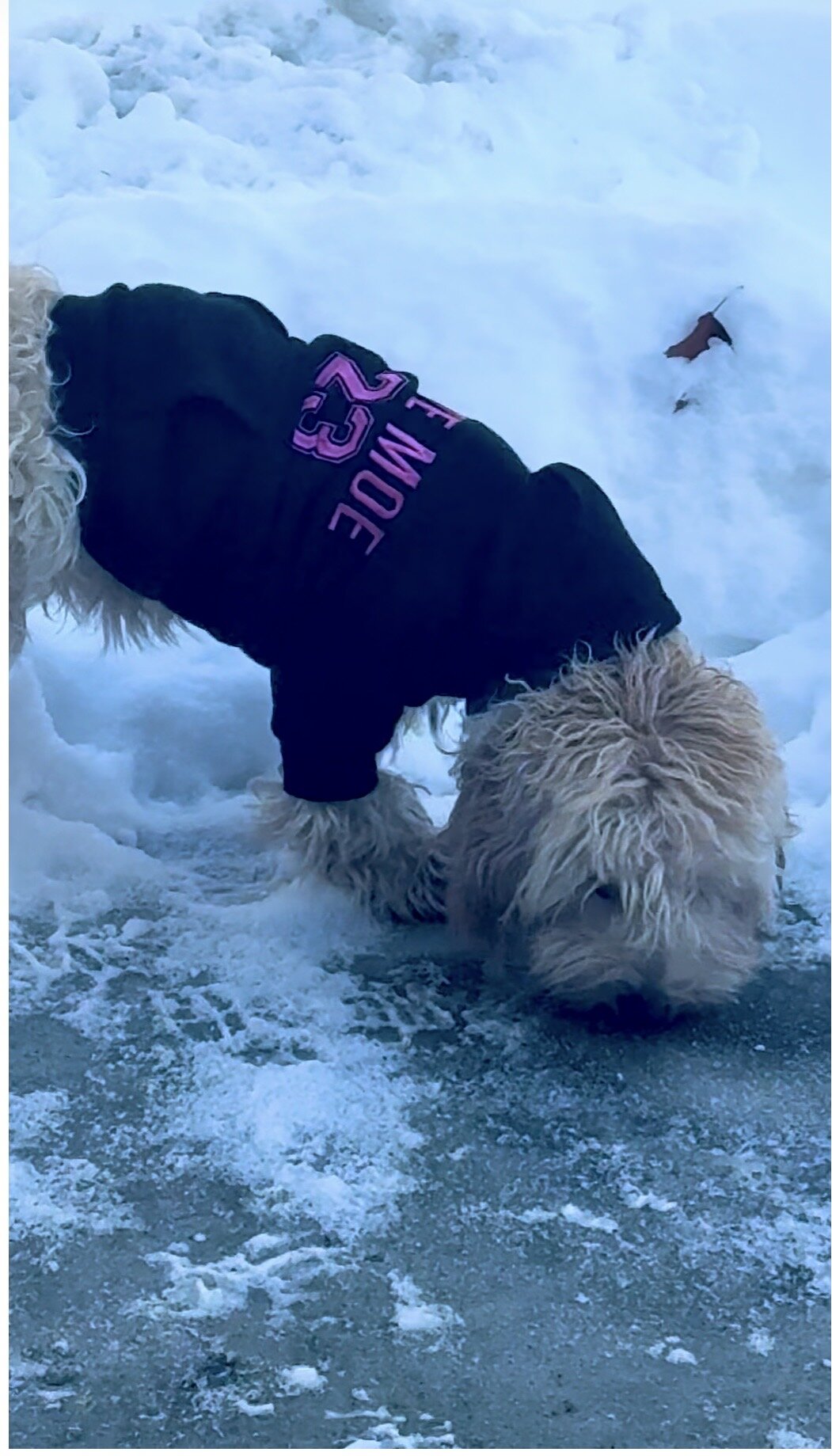 Minnie golden doodle image 1