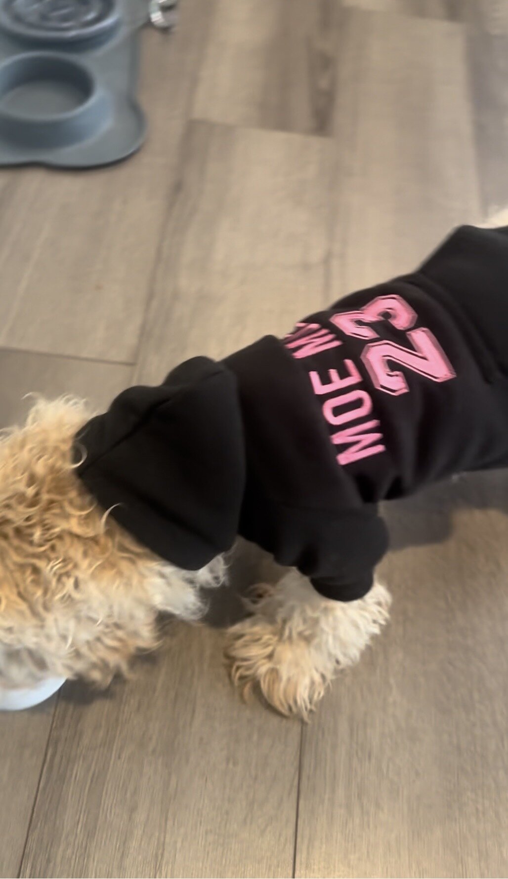 Minnie golden doodle image 4