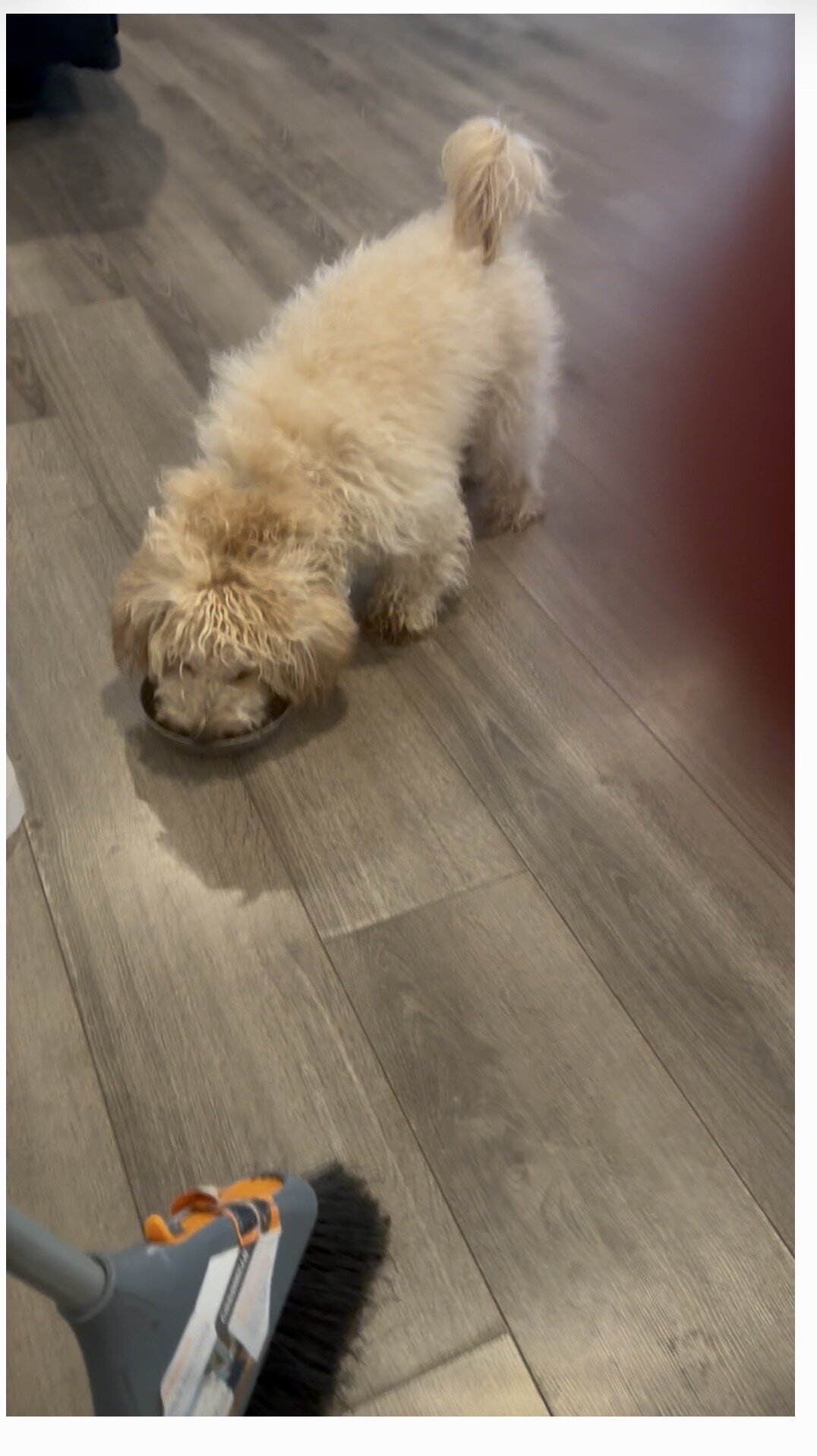 Minnie golden doodle image 3