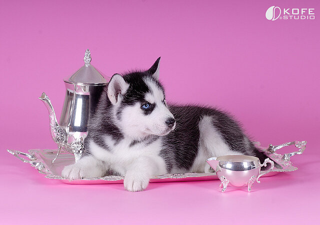 Classic Siberian Husky Puppies For Sale image 4