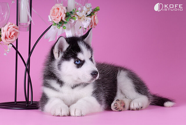 Classic Siberian Husky Puppies For Sale image 3