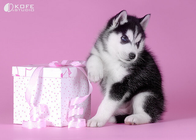 Classic Siberian Husky Puppies For Sale image 2