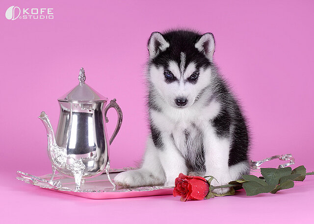 Classic Siberian Husky Puppies For Sale image 1
