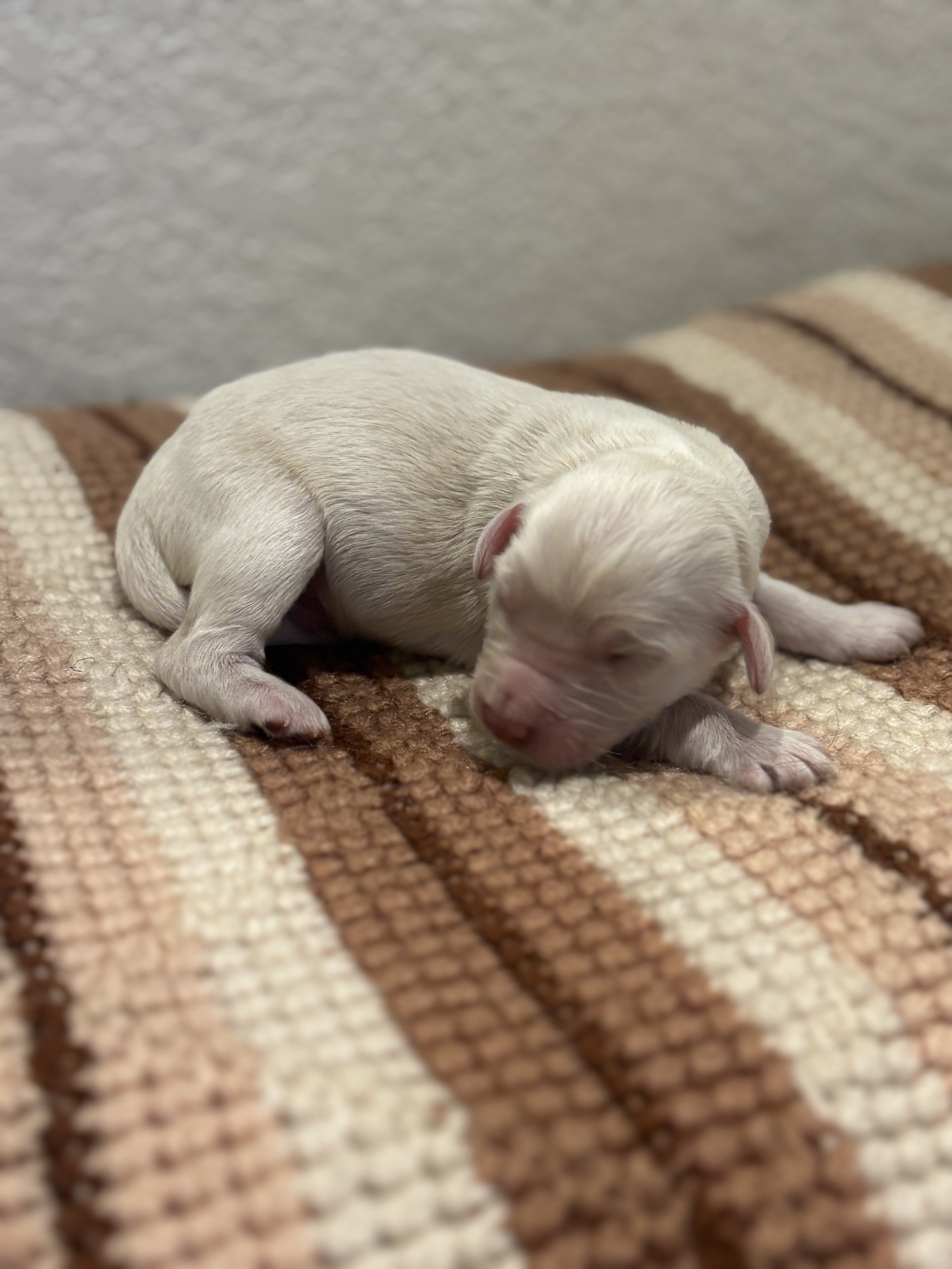 Family Raised Aussiedoodle puppies image 6
